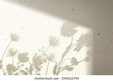 Background With Flower Field Shadow During Golden Hour