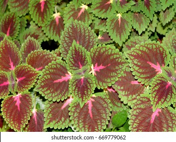 Background of flowers
