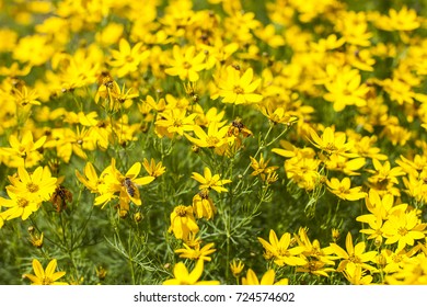 Background flowers