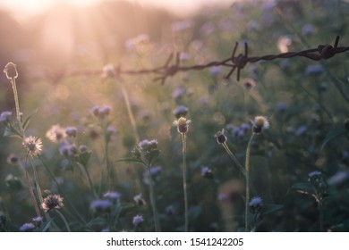 Background Flowers Grass Stock Photo 1541242205 | Shutterstock