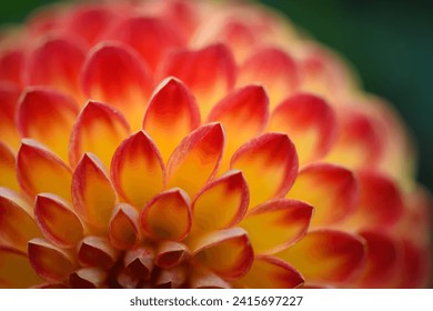 Background of flowers petal. Macro flower petals. Chrysanthemums close up. Floral background. Autumn flowers. Flower head - Powered by Shutterstock