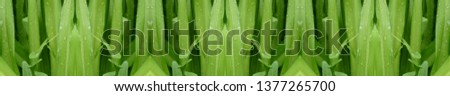 Similar – Image, Stock Photo soliloquy Plant Green