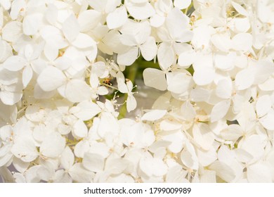 background of flowers white hydrangea