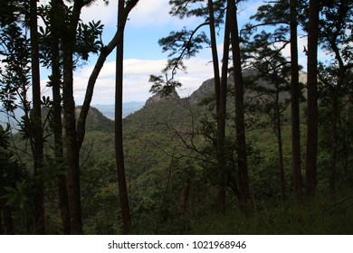 background in forest