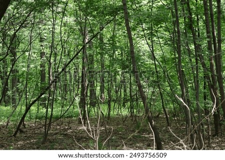 The background is a forest with thin trees that grow very densely and form impassable thickets