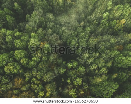Background of the forest, Top down view on the background, Structure of the forest. Amazing Ecosystem.