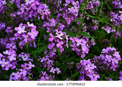 959 Purple Wallflower Images, Stock Photos & Vectors | Shutterstock