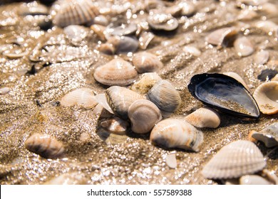 Background formed by shells on the seashore.