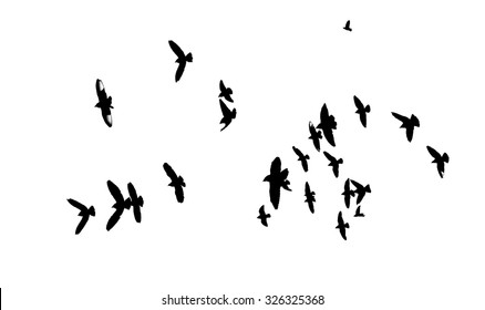 Background Frame Black White Flying Birds Stock Photo 326325368 ...