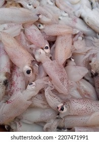 Background Of Fresh Baby Squid