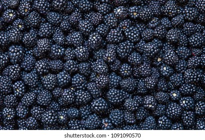 Background From Fresh Blackberries, Close Up. Lot Of Ripe Juicy Wild Fruit Raw Berries Lying On The Table. Top View, Flat Lay