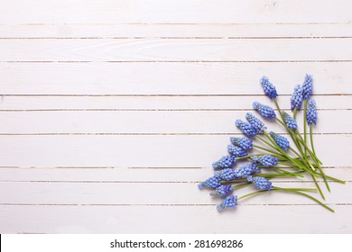 Background with fresh  blue muscaries flowers on white painted wooden planks. Selective focus. Place for text.