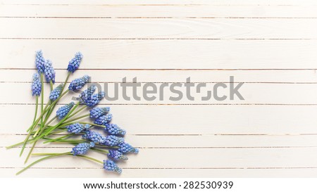 Background with fresh  blue muscaries flowers on white painted wooden planks. Selective focus. Place for text. Toned image.