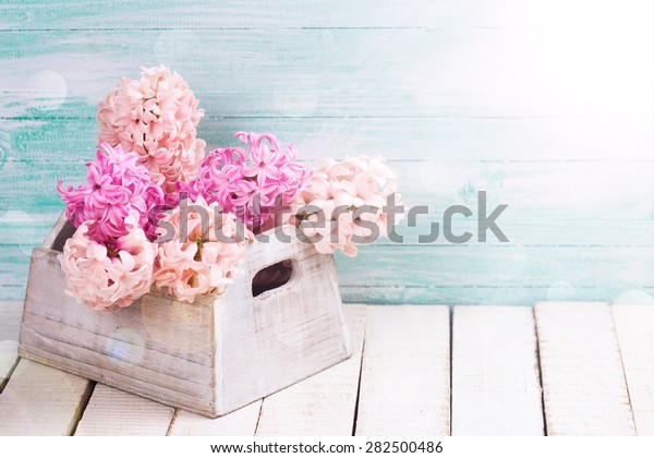 Background Fresh Blush Pink Hyacinths Wooden Stock Photo
