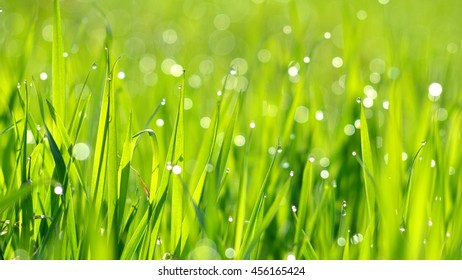 Background Fresh Green Grass Water Drops Stock Photo (Edit Now) 456165424