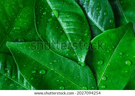 Background of fresh green leaves of citrus plants with water drops.