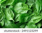 Background from fresh green spinach leaves with water drops. Texture of raw organic baby spinach close up. Food background