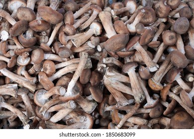 Background of fresh mushrooms. Armillaria mellea                               - Shutterstock ID 1850683099