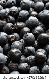 Background with fresh myrtle berries, the basic ingredient for the famous Sardinian liqueur