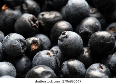 Background with fresh myrtle berries, the basic ingredient for the famous Sardinian liqueur