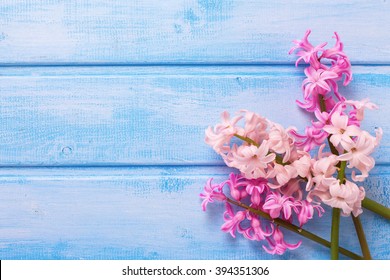 Background  with fresh  pink flower on blue  painted wooden planks. Selective focus. Place for text.