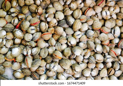 Background Fresh Raw Shellfish Cockles