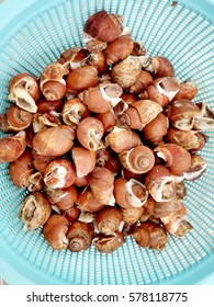 Background Of Fresh Raw Spotted Babylon Sea Snail ( Babylonia Areolata ) In Blue Basket On Ice For Sale In The Fresh Wet Market, Fresh Food Good For Health