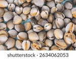 background with fresh shells and clams. A shellfish mussels stall at seafood market in Asia in close-up