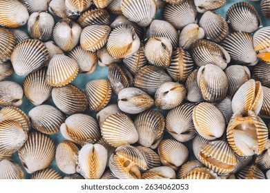 background with fresh shells and clams. A shellfish mussels stall at seafood market in Asia in close-up