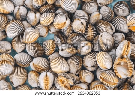 background with fresh shells and clams. A shellfish mussels stall at seafood market in Asia in close-up