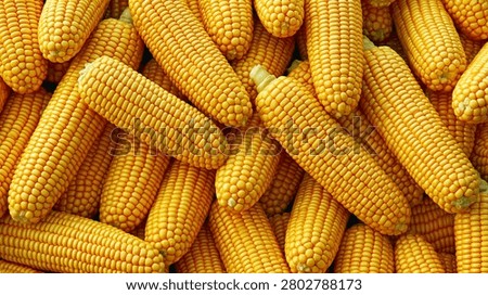 background of fresh sweet corn cobs stacked together