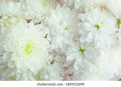 Background with fresh white chrysanthemums.