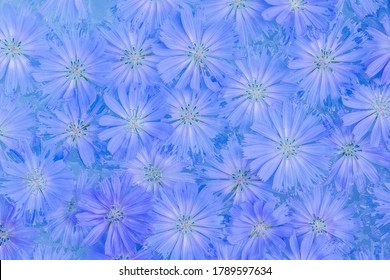 The background is full of blue cornflowers