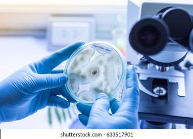 Background of Fungus (Aspergillus) in Petri dishes in laboratories for education in lab. - Powered by Shutterstock