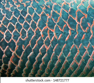 Background Of Giant Fish Scale