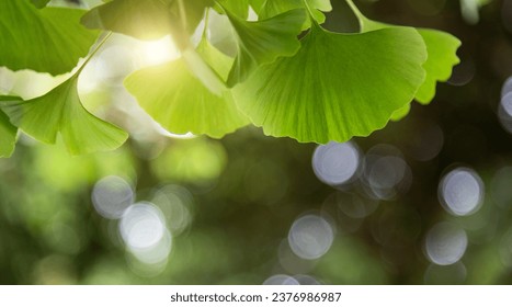 Background of ginkgo tree leaves