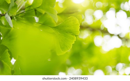 Background of ginkgo tree leaves