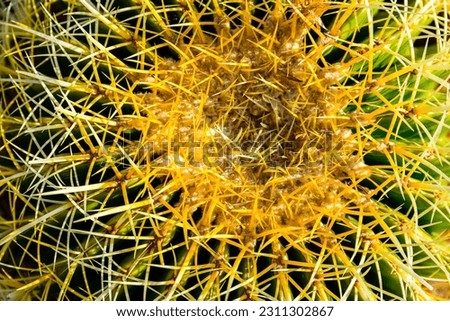 Background of Golden barrel cactus (echinocactus grusonii)