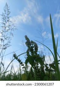 background grass in the fields