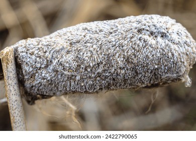 Background grass plant reeds in the wild - Powered by Shutterstock