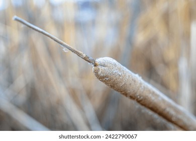 Background grass plant reeds in the wild - Powered by Shutterstock