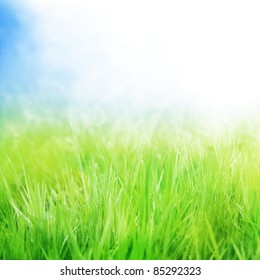 background with grass and sunshine