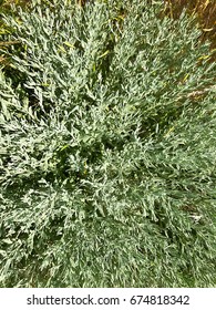 Background - gray-green grass.