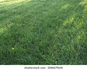 background of green autumn lawn with falling yellow leaves and sun glare