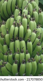 Background of green bananas in the garden