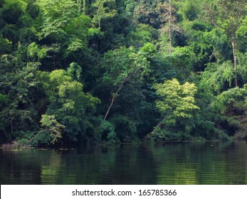 background of green big tree tropical forest and river water, environmental and ecology jungle                          