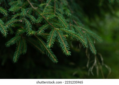 background green branches of the Christmas tree - Shutterstock ID 2231235965