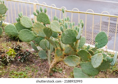 Background of a green flat cactus. Prickly leaves. The texture of an exotic plant. A flower on a flower bed in the garden. - Shutterstock ID 2188932993