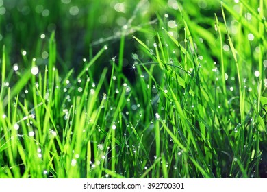 background of green fresh grass with dew in the morning
