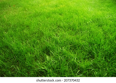 Background of a green grass 